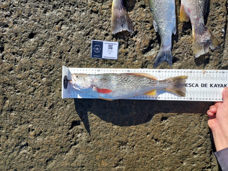 Fish Measure Picture